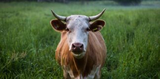 скот, корова, подворье, фермер