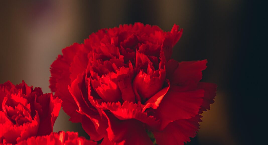 гвоздика, гвоздики, день памяти. скорбь