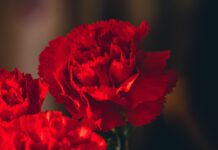 гвоздика, гвоздики, день памяти. скорбь