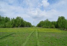 Фото предоставлено пресс-службой «Россети Сибирь»