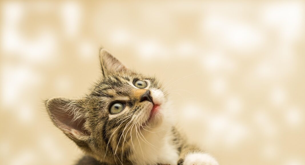 кошка, котенок, домашние животные