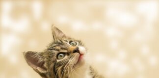 кошка, котенок, домашние животные