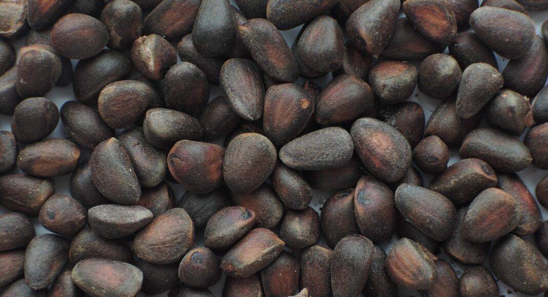 орех, кедр, шишка