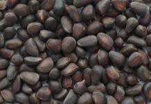 орех, кедр, шишка