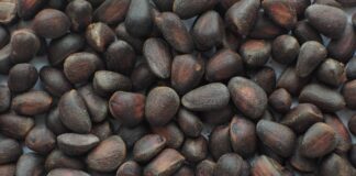 орех, кедр, шишка