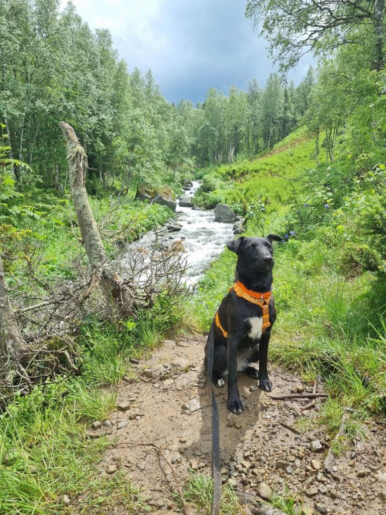 Фото: волонтеры «ПовоДог»