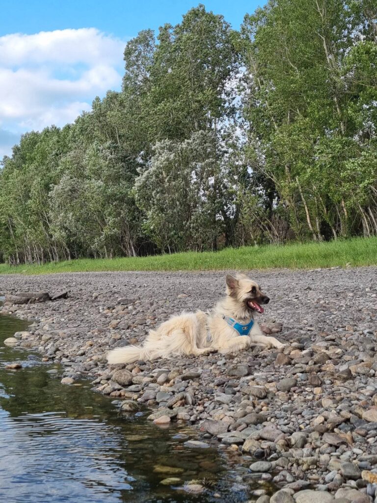 Фото: волонтеры «ПовоДог»