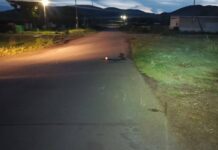 Фото Госавтоинспекции