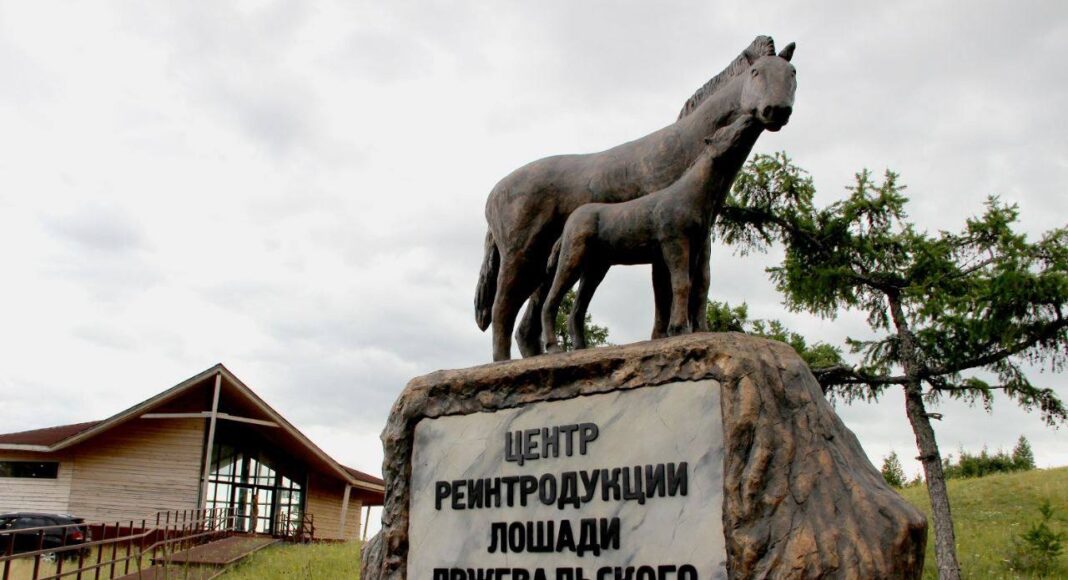 Центр реинтродукции лошади Пржевальского. Фото из телеграм-канала Сергея Сокола Центр реинтродукции лошади Пржевальского. Фото из телеграм-канала Сергея Сокола