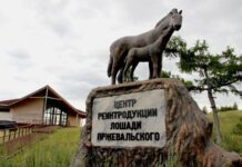 Центр реинтродукции лошади Пржевальского. Фото из телеграм-канала Сергея Сокола