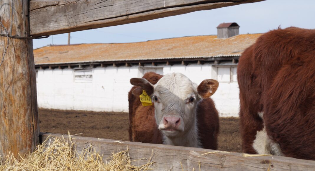 Фото из телеграм-канала Минсельхозпрода РХ