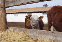 Фото из телеграм-канала Минсельхозпрода РХ