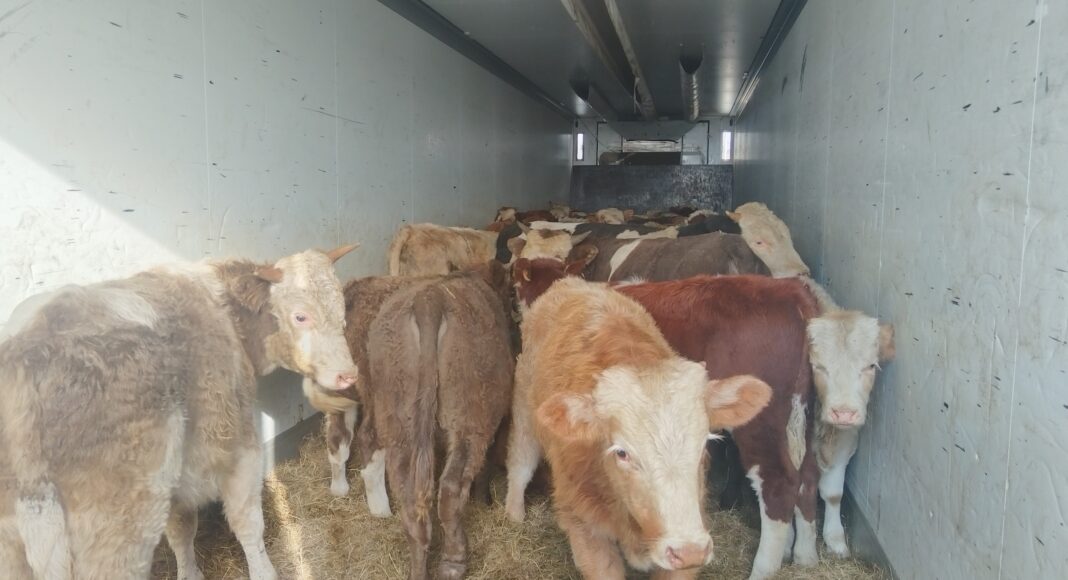 Фото предоставлено пресс-службой Россельхознадзора РХ