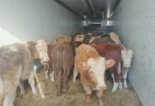 Фото предоставлено пресс-службой Россельхознадзора РХ