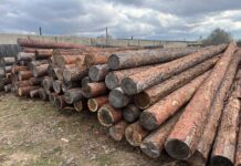 Вопрос дня: есть ли у Минлеса Хакасии разум, сострадание или совесть? Лес, брус, пиломатериал. Фото: pulse19.ru