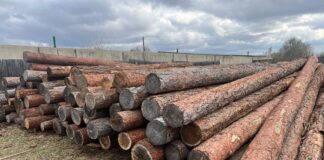 Лес, брус, пиломатериал. Фото: pulse19.ru