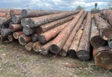 Лес, брус, пиломатериал. Фото: pulse19.ru