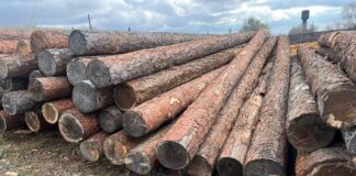 Лес, брус, пиломатериал. Фото: pulse19.ru