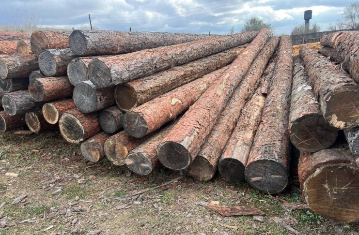 Лес, брус, пиломатериал. Фото: pulse19.ru