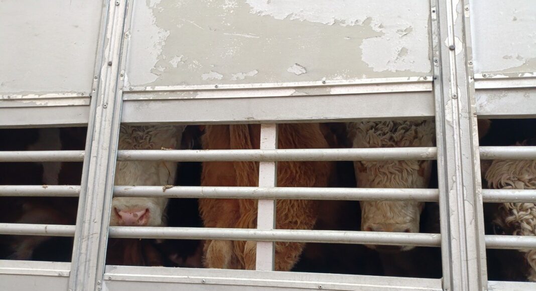 Фото из телеграм-канала Россельхознадзора РХ