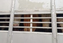 Фото из телеграм-канала Россельхознадзора РХ