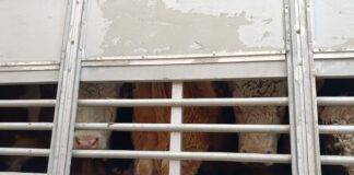 Фото из телеграм-канала Россельхознадзора РХ