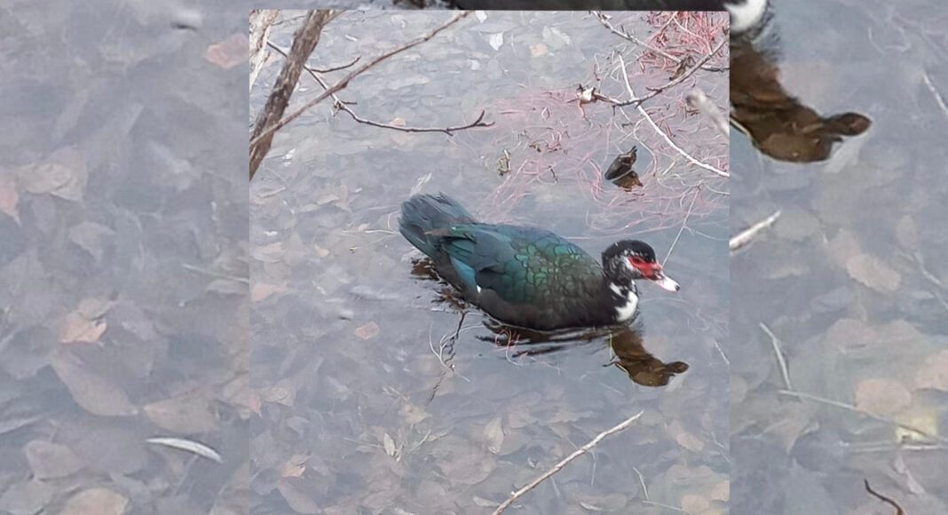 Фото из телеграм-канала Минприроды РХ