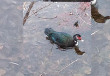 Фото из телеграм-канала Минприроды РХ