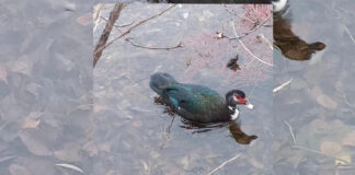 Фото из телеграм-канала Минприроды РХ