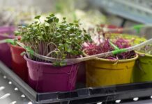 Микроклимат. Фото предоставлено ИТИ ХГУ