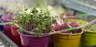 Микроклимат. Фото предоставлено ИТИ ХГУ