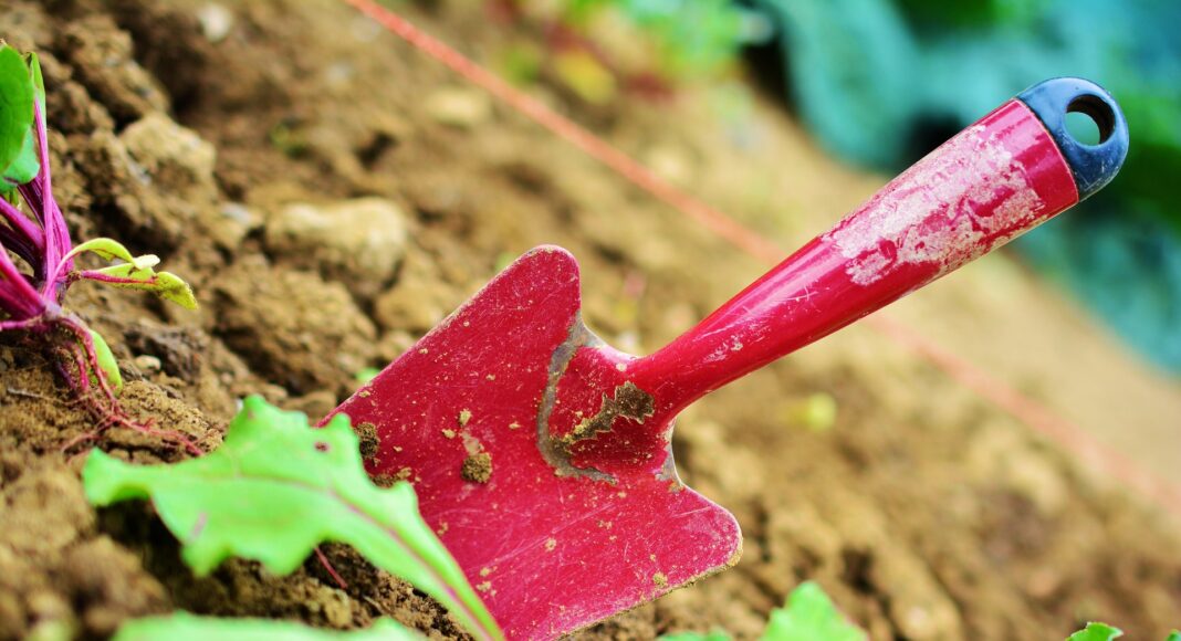 Изображение из фотобанка Грядка