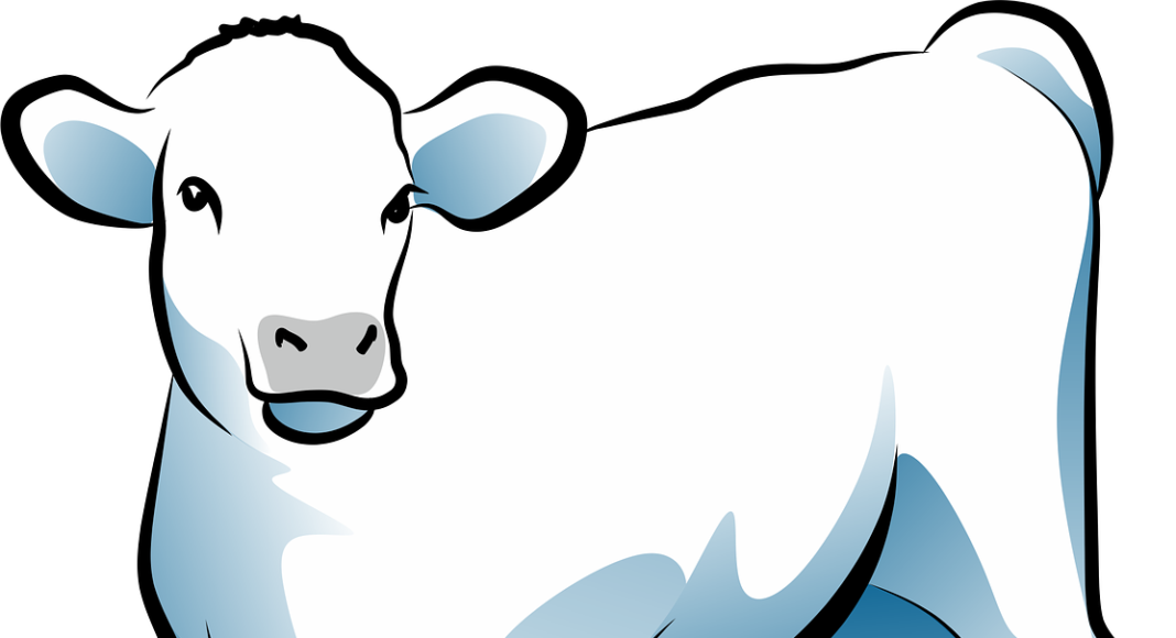 теленок. сельское хозяйство, животноводство, корова