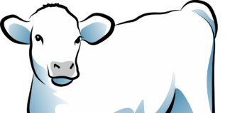 В Шушенском районе сотрудники Госавтоинспекции спасли новорождённого телёнка, оказавшегося ночью на морозе теленок. сельское хозяйство, животноводство, корова