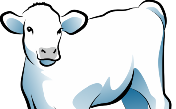 В Шушенском районе сотрудники Госавтоинспекции спасли новорождённого телёнка, оказавшегося ночью на морозе теленок. сельское хозяйство, животноводство, корова