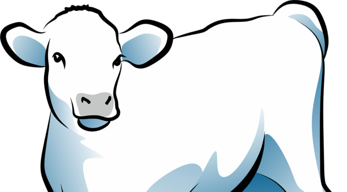 В Шушенском районе сотрудники Госавтоинспекции спасли новорождённого телёнка, оказавшегося ночью на морозе теленок. сельское хозяйство, животноводство, корова