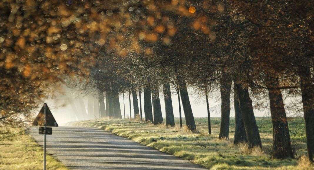 дорога, знак, осень