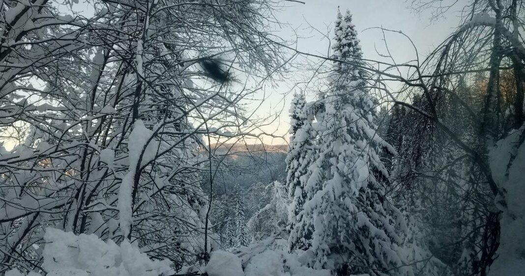 Фото предоставлено пресс-службой «Россети Сибирь»