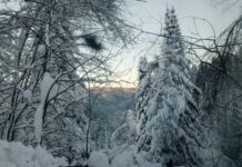 Фото предоставлено пресс-службой «Россети Сибирь»