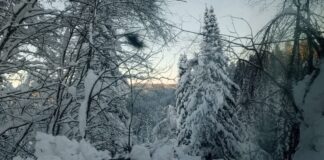 Фото предоставлено пресс-службой «Россети Сибирь»