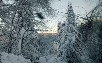 Фото предоставлено пресс-службой «Россети Сибирь»