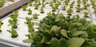 Фото предоставлено пресс-службой ХГУ