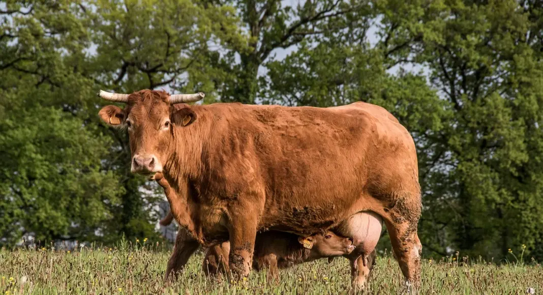 корова, теленок, скот