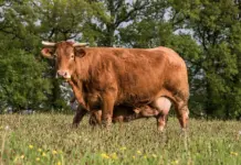 корова, теленок, скот