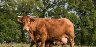 корова, теленок, скот