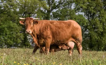 корова, теленок, скот