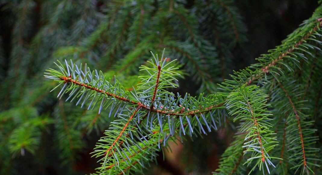 ель, елка, новый год, ёлка