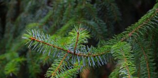 ель, елка, новый год, ёлка