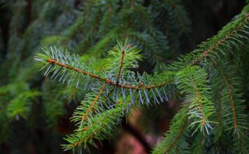 ель, елка, новый год, ёлка