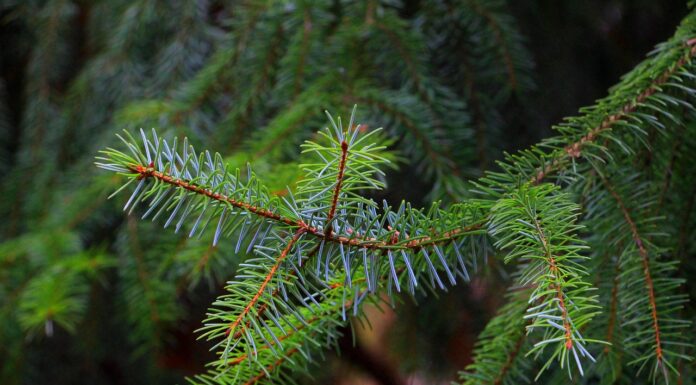 ель, елка, новый год, ёлка